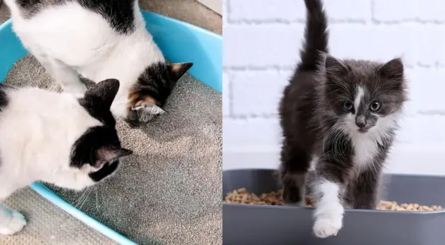 Debe tener una altura adecuada según el tamaño de tu gato.