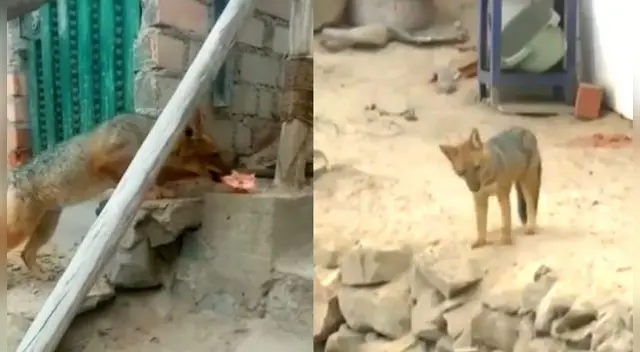 El zorro cuando sea capturado será llevado a su hábitat natural.