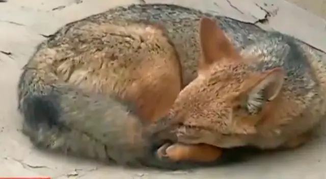 Run Run es encontrado durmiendo, tras varios días escapando de las autoridades y comeños. Run Run es encontrado durmiendo, tras varios días escapando de las autoridades y comeños.