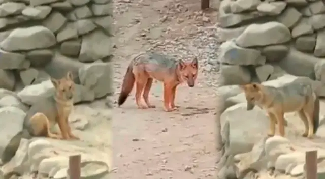 Zorrito ‘Run Run’: advierten que el animalito es muy escurridizo y su captura “puede tardar”