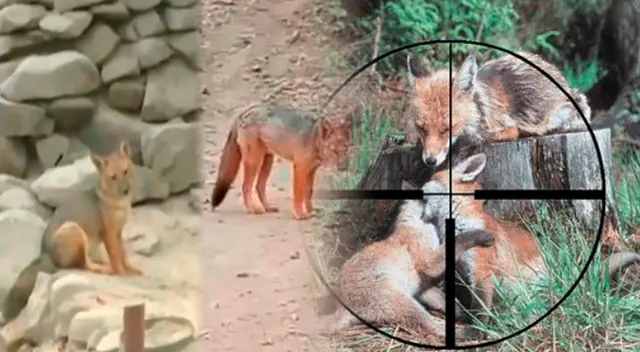 Madre del zorrito run run habría sido asesinada para arrebatarle las crías y venderlas de manera ilegal