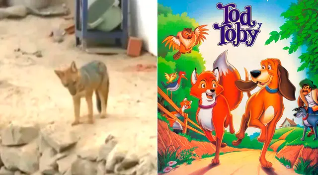 Run Run es un animal inofensivo para las personas. Se pide a la población no estresarlo. Run Run es un animal inofensivo para las personas. Se pide a la población no estresarlo.