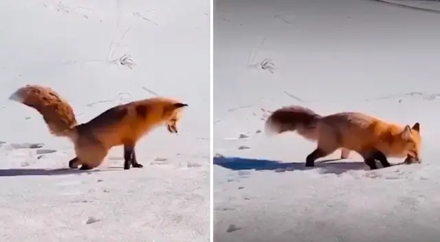 La forma en cómo cazan los zorros se hizo viral en TikTok. La forma en cómo cazan los zorros se hizo viral en TikTok.