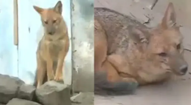 Zoológico de Huachipa sobre zorrito ‘Run Run’: “Nunca debemos contribuir con el tráfico ilegal de fauna silvestre”