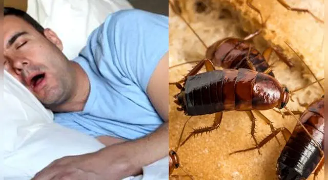 A muchos nos aterra las cucharachas. A muchos nos aterra las cucharachas.