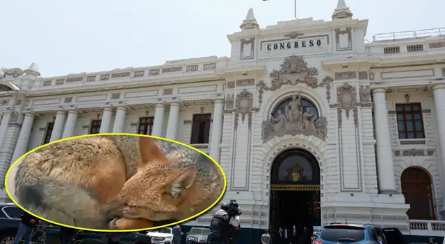 Parlamento tiene la oportunidad de impulsar ley a favor de animales silvestres.