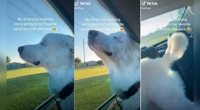 Perrita ciega descubre que la llevan al parque y es todo lo que necesitas para ser feliz. Foto: captura de TikTok