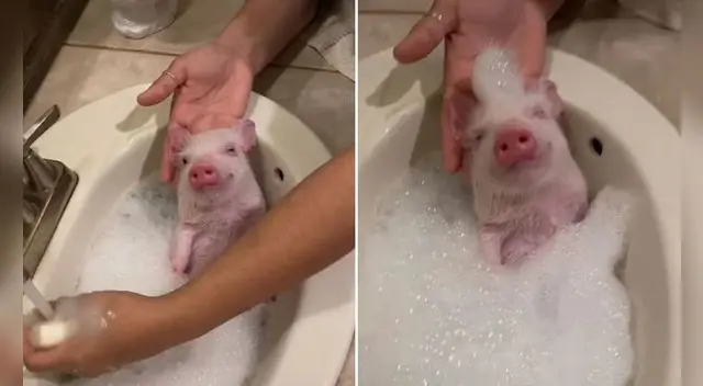 La escena se volvió viral en redes sociales por la reacción del animalito. Foto: captura de TikTok La escena se volvió viral en redes sociales por la reacción del animalito. Foto: captura de TikTok