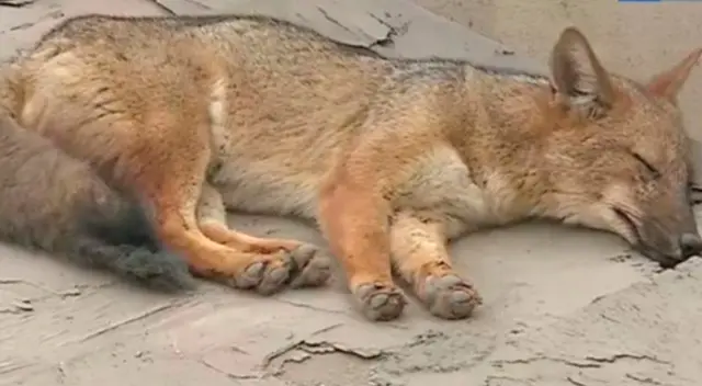 Zorro Run Run ha llamado la atención de todos los peruanos que se interesaron en su caso.