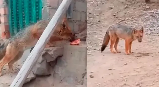 Anuncian que lanzará un dardo al zorro Run Run Anuncian que lanzará un dardo al zorro Run Run