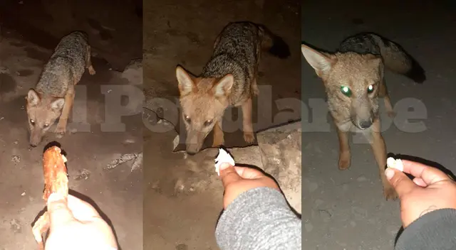 vecinos intentaron atraparlo con pollo a la brasa