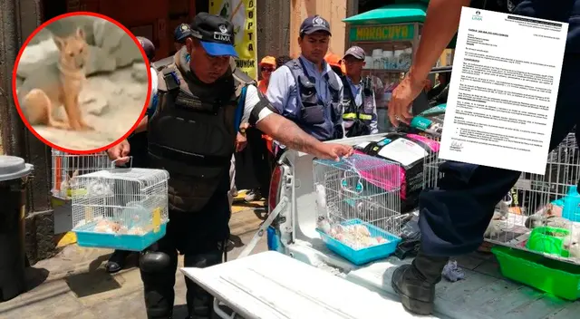 Caso del zorrito run run ha reflejado la venta ilegal de animales silvestres en el Centro de Lima