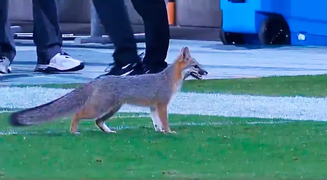 El incidente dejó a todos los hinchas, futbolistas y equipo técnico en vilo, por lo que tuvieron que suspender brevemente el partido.