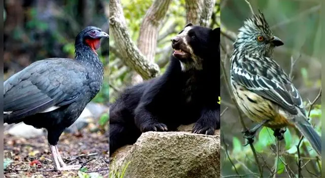 La caza y el cambio climático contribuyen a estas especies su extinción.