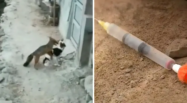 Pese a que se ganó el cariño de muchos vecinos, también se convirtió en un dolor de cabeza para otros al matar cuyes y gallinas de la zona.