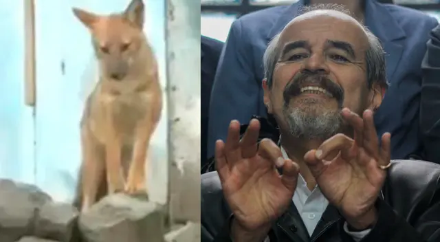 Animal silvestre (izquierda) despertó  el cariño de los usuarios.