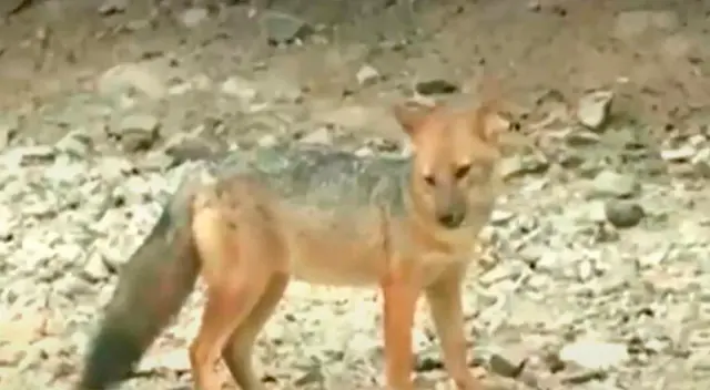 Zorro es buscado por las autoridades. Zorro es buscado por las autoridades.