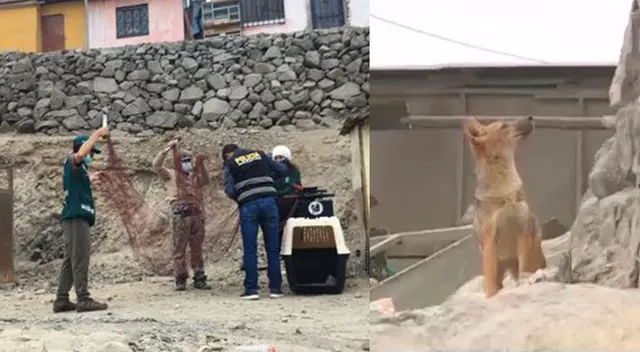 Vecinos ya no quieren que se atrape a Run Run Vecinos ya no quieren que se atrape a Run Run