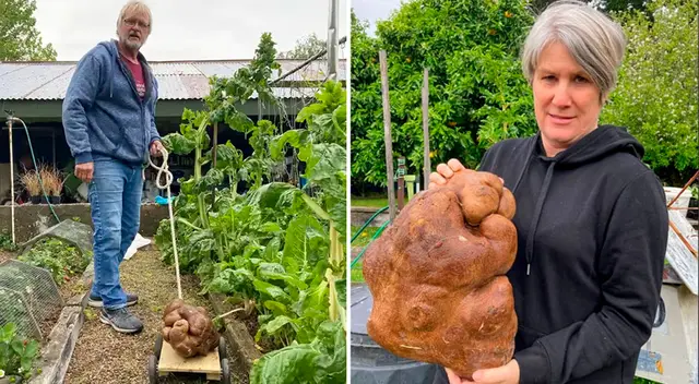 Colin y Donna Craig-Brown estaban desyerbando en su huerto cuando hicieron el descubrimiento.