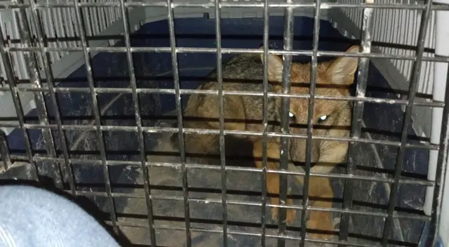 dueña del animal contó que sus hijos están llorando dueña del animal contó que sus hijos están llorando