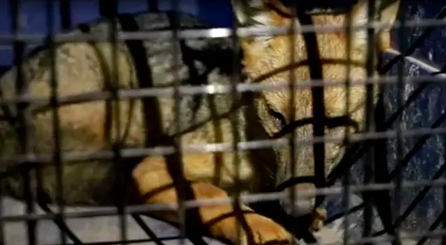 Capturan a zorrito Run Run que asechaba a los animales de Corral en Comas. Capturan a zorrito Run Run que asechaba a los animales de Corral en Comas.