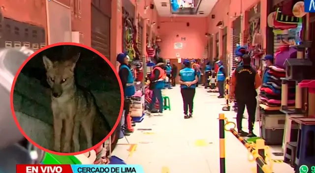 Junto a la Policía Nacional también lograron la captura de 25 personas que se dedicaban a estas ventas ilícitas, quienes ya vienen siendo procesados de acuerdo a ley. Junto a la Policía Nacional también lograron la captura de 25 personas que se dedicaban a estas ventas ilícitas, quienes ya vienen siendo procesados de acuerdo a ley.