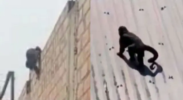 Piden ayuda para "Monín", el mono de Comas