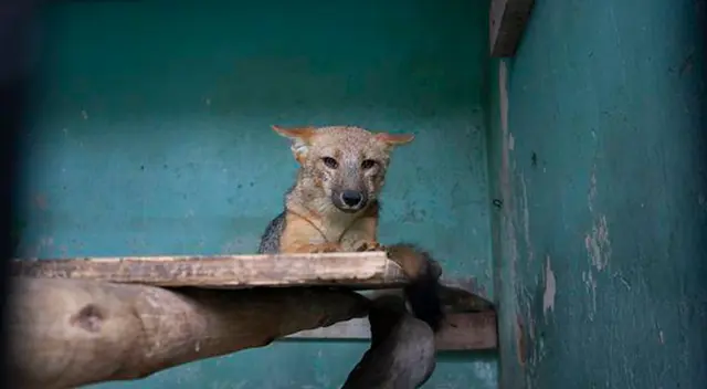 Zorro Run Run ya se encuentra en el Parque de las Leyendas Zorro Run Run ya se encuentra en el Parque de las Leyendas