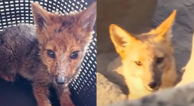 Zorro Run Run: Entre 4 mil y 5 mil especies silvestres son rescatadas al año ante tráfico de animales, afirma Serfor Zorro Run Run: Entre 4 mil y 5 mil especies silvestres son rescatadas al año ante tráfico de animales, afirma Serfor