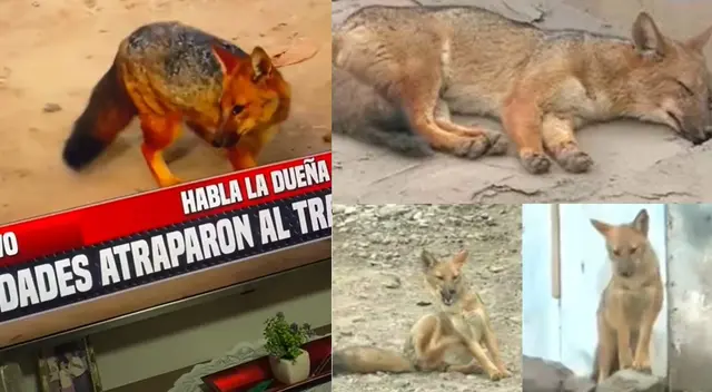 Video dedicado a “Run Run” se hizo viral en las redes sociales. Video dedicado a “Run Run” se hizo viral en las redes sociales.