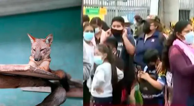 Familias hacen cola en el Parque de la Leyenda para ver al Zorro Run Run Familias hacen cola en el Parque de la Leyenda para ver al Zorro Run Run