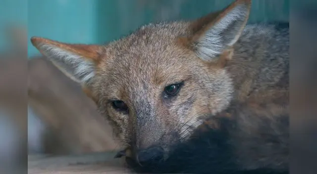 Buscan la liberación del zorro Run Run del Parque de las Leyendas Buscan la liberación del zorro Run Run del Parque de las Leyendas