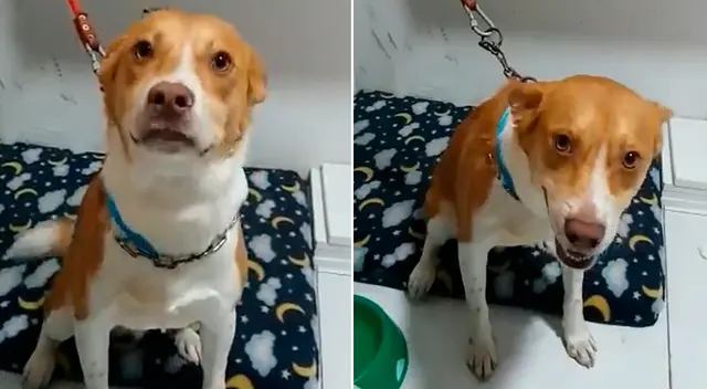 El perrito ha sido puesto en adopción. El perrito ha sido puesto en adopción.