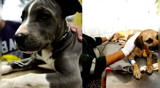 El maltrato animal es penado con la Ley N°30407.