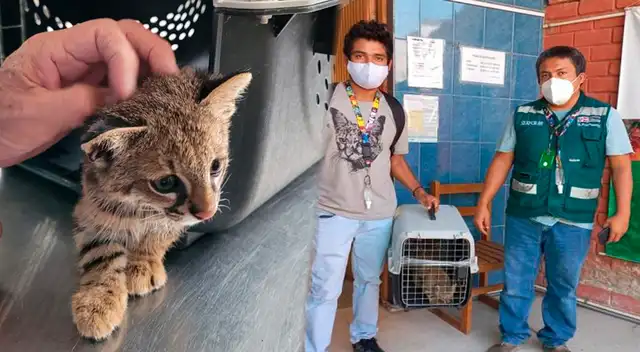 Autoridades del serfor fueron alertadas por una señora que confundió al animal silvestre con un gato doméstico Autoridades del serfor fueron alertadas por una señora que confundió al animal silvestre con un gato doméstico
