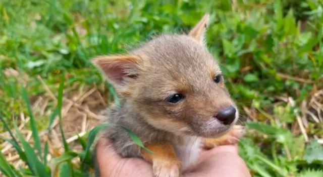 Animal silvestre fue extraído de su hábitat natural. Animal silvestre fue extraído de su hábitat natural.