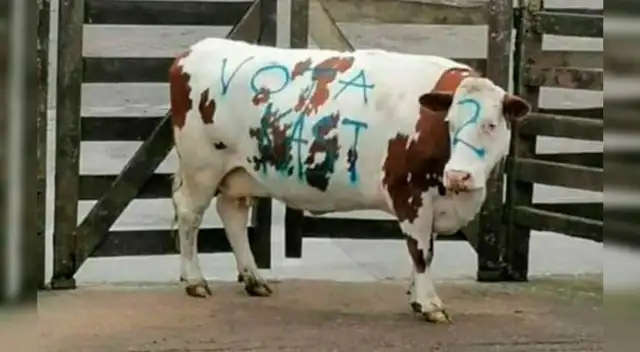 El animal tenía el número 2 pintado en la frente y una frase de apoyo al candidato.