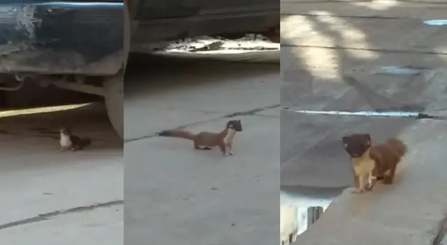 La comadreja habría escapado de Uyrmiri, donde hace poco ocurrió un incendio forestal.