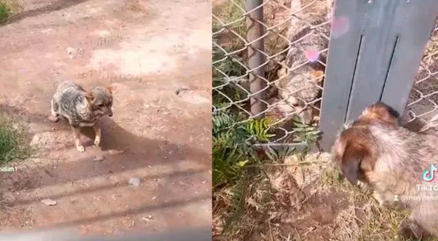 Zorro tiene tierna reacción al ver a su ‘amigo’ perruno Zorro tiene tierna reacción al ver a su ‘amigo’ perruno