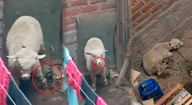 Oveja vive amarrada, sin comida ni agua, según denunció una usuaria de Twitter Oveja vive amarrada, sin comida ni agua, según denunció una usuaria de Twitter