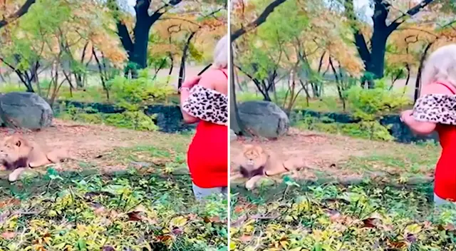 La mujer empezó a lanzar rosas frente al león. La mujer empezó a lanzar rosas frente al león.