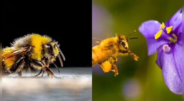 Generalmente este sueño refleja buen augurio.