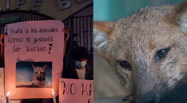 Realizan vigilia para pedir la liberación del zorro ‘Run Run’ [VIDEO]