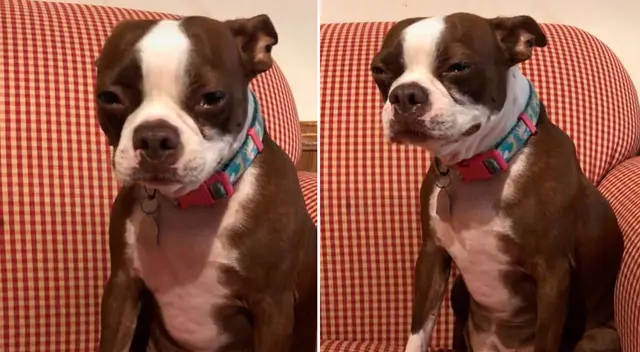 El perrito derramó algunas lágrimas junto a su dueña.