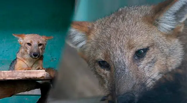 Zorro Run Run se encuentra actualmente en el Parque de las Leyendas