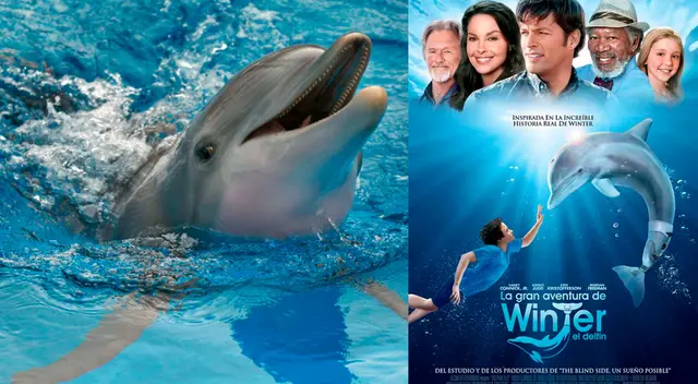 Winter fue rescatada en 2005 de una trampa para cangrejos. Winter fue rescatada en 2005 de una trampa para cangrejos.