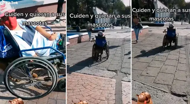 La perrita ayuda a su dueño y lo empuja en la silla de ruedas.