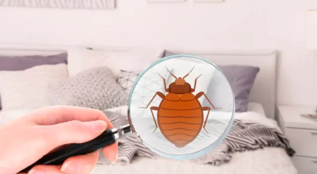 Cómo eliminar los ácaros del colchón Cómo eliminar los ácaros del colchón