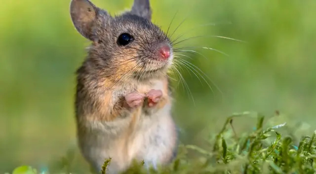 El reto visual que solo genios han podido resolverlo. El reto visual que solo genios han podido resolverlo.