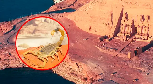 El escorpión egipcio de cola gorda ha sido descrito como uno de los más mortíferos del mundo.